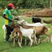 Ekiti State set to launch Goat Farming Hub at Otun Ekiti